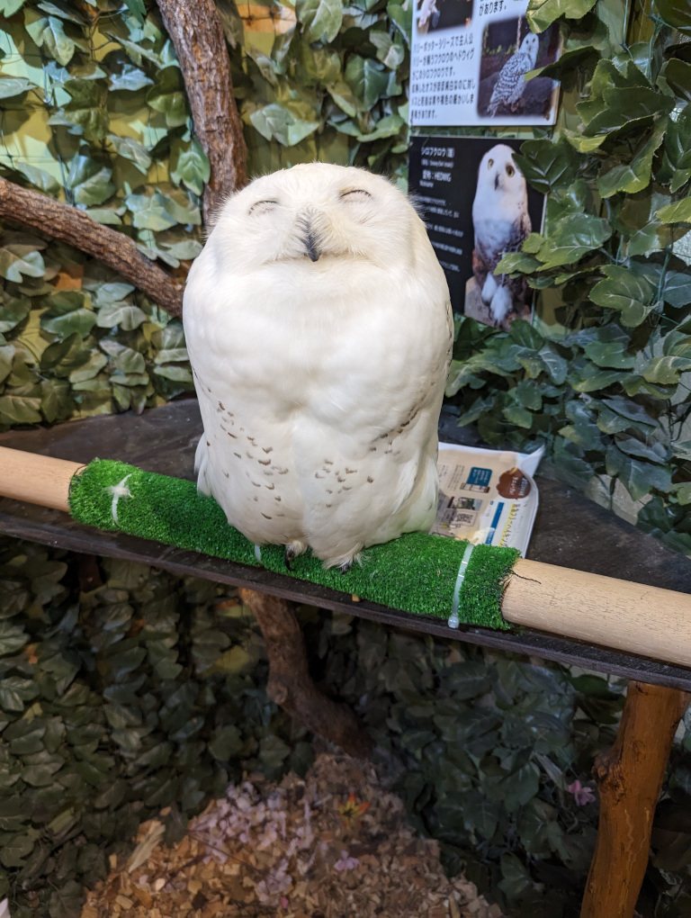 A superb owl.
