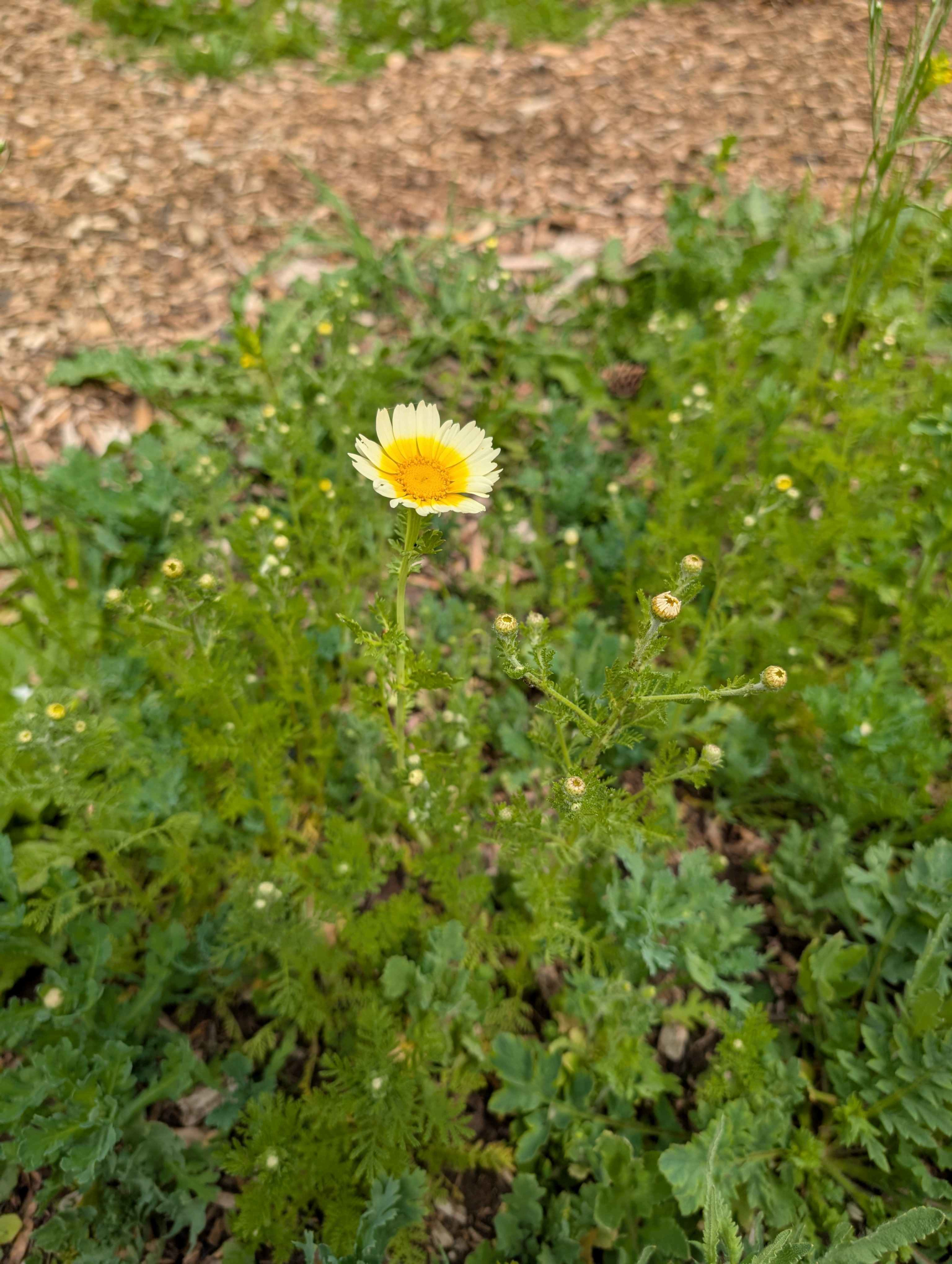 A flower!