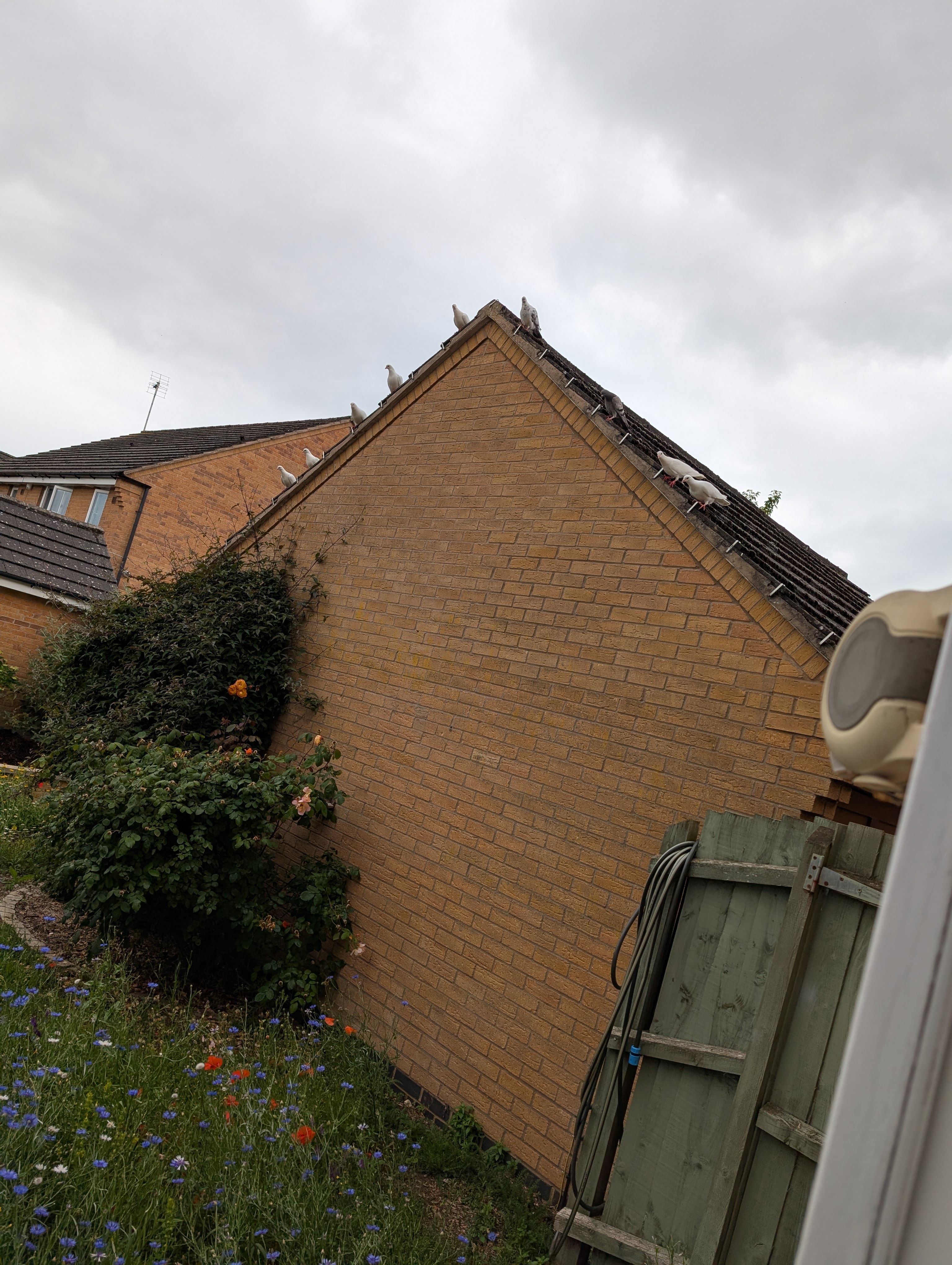 Pigeons watching me from the garage roof.