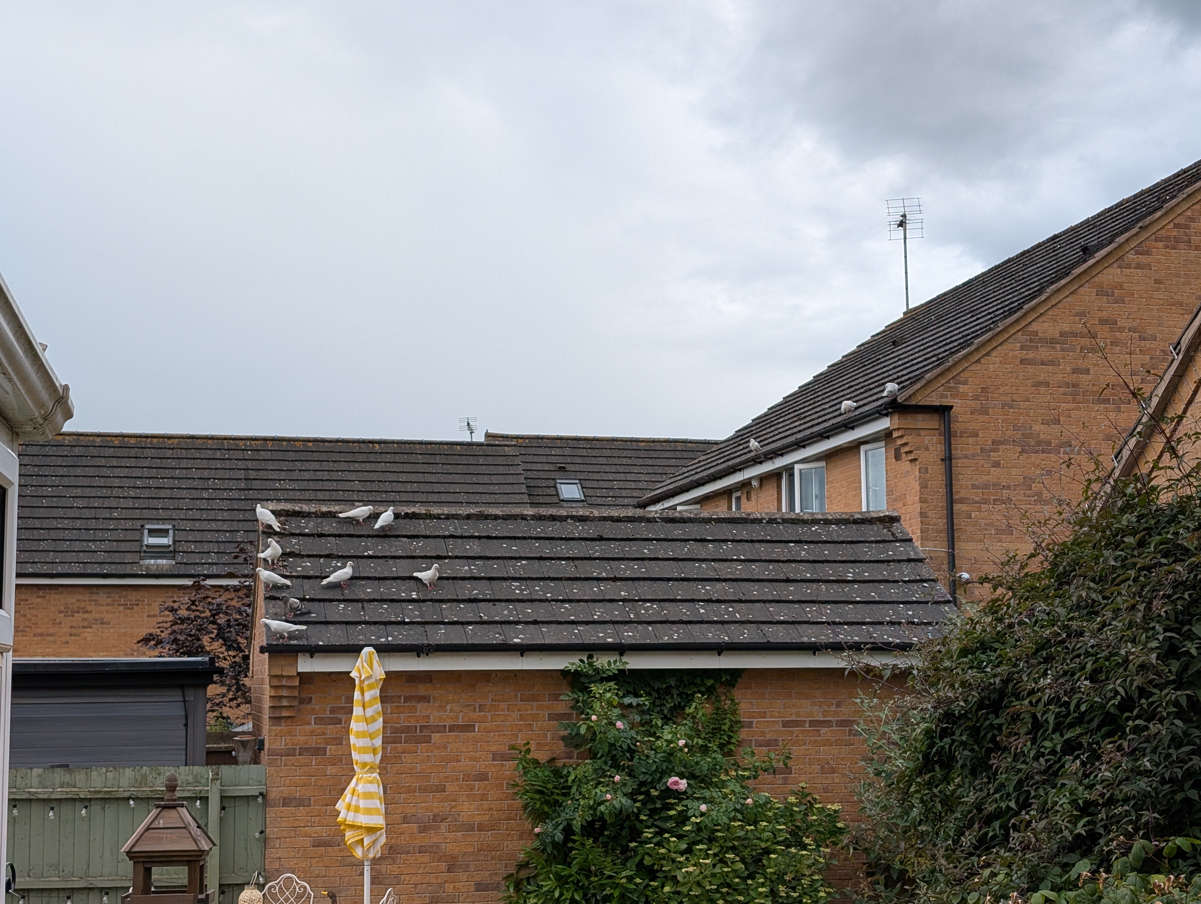 Pigeons watching me from the neighbour’s roof.