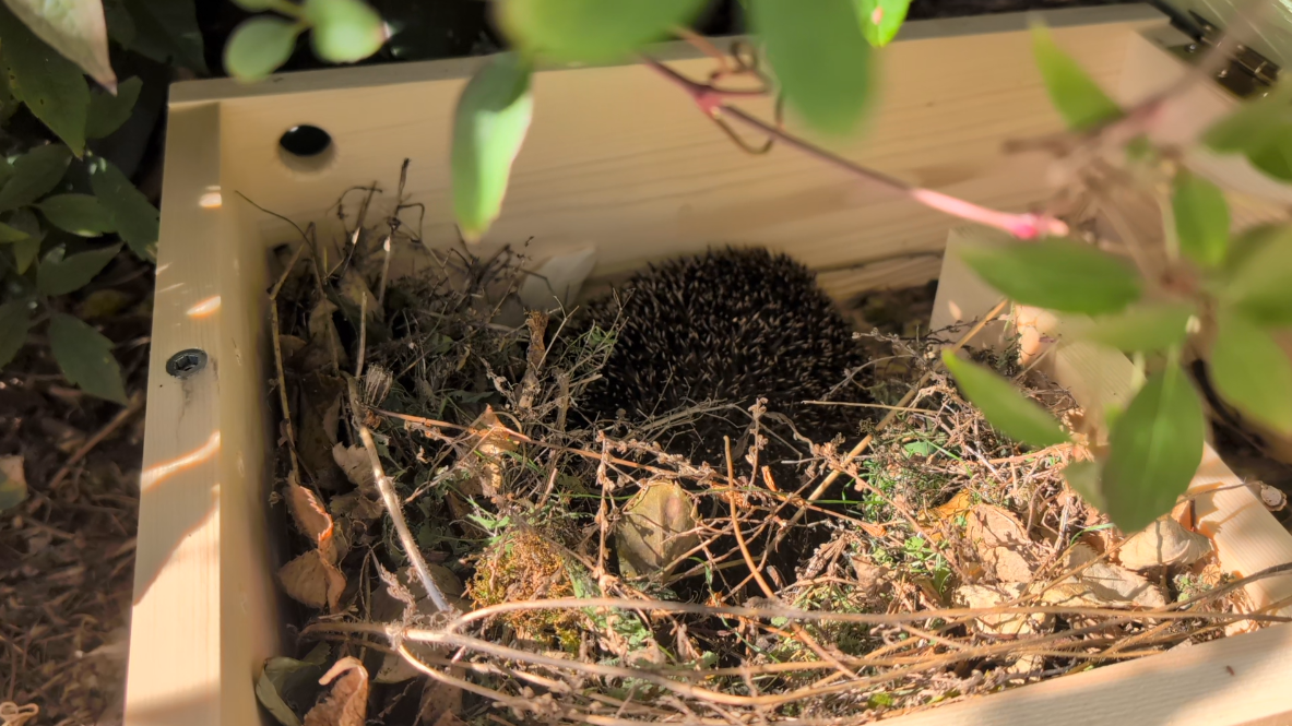 Hedgehog in the hoghouse!